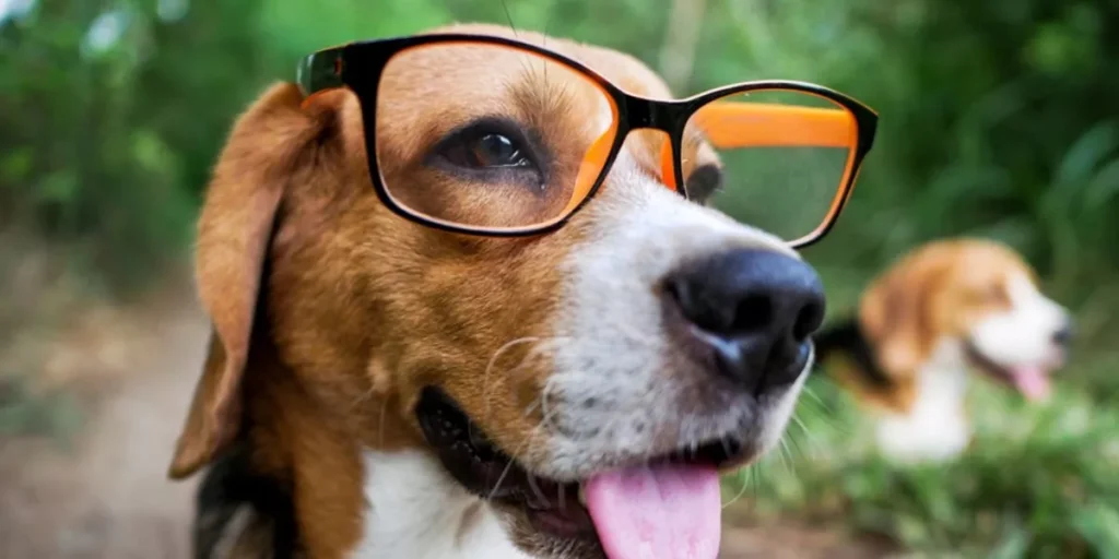 Smart Pet Gadgets for Stress Relief and Anxiety Management Smart Pet Gadgets for Stress Relief and Anxiety Management